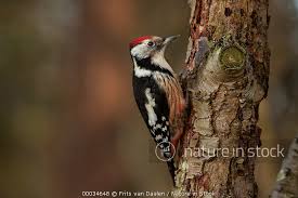 Attēlu rezultāti vaicājumam “Dendrocopos medius”