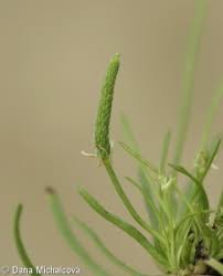 Attēlu rezultāti vaicājumam “Myosurus minimus”