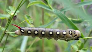 Attēlu rezultāti vaicājumam “Hyles gallii imago”