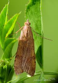 Attēlu rezultāti vaicājumam “Nomophila noctuella”