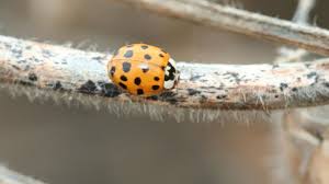 Attēlu rezultāti vaicājumam “Coccinella septempunctata”