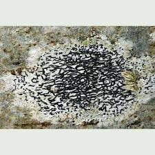 Attēlu rezultāti vaicājumam “Opegrapha atra”