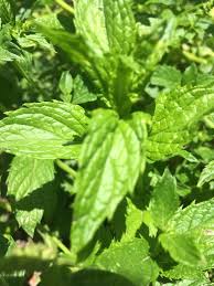 Attēlu rezultāti vaicājumam “Mentha longifolia”