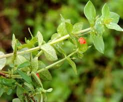 Attēlu rezultāti vaicājumam “Anagallis arvensis leaf”