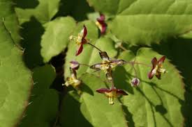 Attēlu rezultāti vaicājumam “Epimedium alpinum  flower”