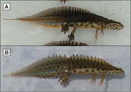 Attēlu rezultāti vaicājumam “Triturus vulgaris male”