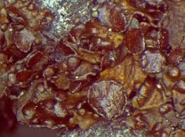 Attēlu rezultāti vaicājumam “Cetraria sepincola”