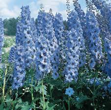 Attēlu rezultāti vaicājumam “Delphinium elatum”