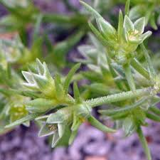 Attēlu rezultāti vaicājumam “Scleranthus annuus flower”