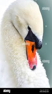 Image result for Cygnus olor