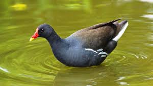 Image result for Gallinula chloropus