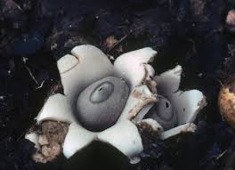 Attēlu rezultāti vaicājumam “Geastrum”