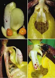 Attēlu rezultāti vaicājumam “Cypripedium calceolus flower”