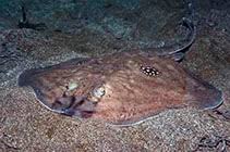 Image result for Leucoraja ocellata