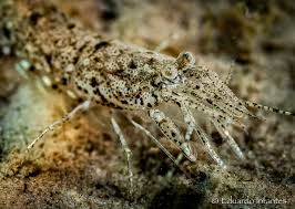 Attēlu rezultāti vaicājumam “Crangon crangon”