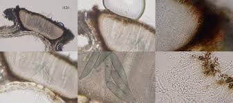 Attēlu rezultāti vaicājumam “Phaeographis dendritica”