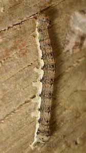 Attēlu rezultāti vaicājumam “Orthosia sp.”