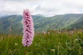 Attēlu rezultāti vaicājumam “Bistorta major flower”