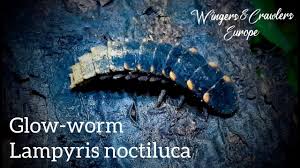 Attēlu rezultāti vaicājumam “Lampyris noctiluca”