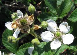 Attēlu rezultāti vaicājumam “Rubus plicatus fruit”
