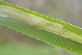 Attēlu rezultāti vaicājumam “Elachista maculicerusella”