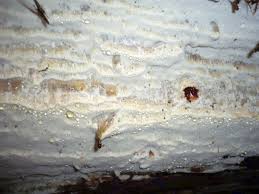 Attēlu rezultāti vaicājumam “Skeletocutis stellae”