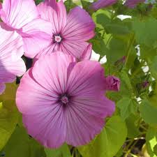 Image result for Lavatera trimestris