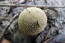 Attēlu rezultāti vaicājumam “Lycoperdon echinatum”