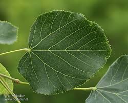 Attēlu rezultāti vaicājumam “Tilia tomentosa leaf”