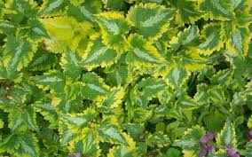 Attēlu rezultāti vaicājumam “Lamium maculatum”