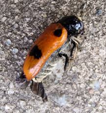 Attēlu rezultāti vaicājumam “Clytra quadripunctata”