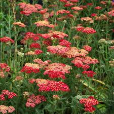 Image result for Achillea millefolium
