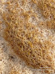 Attēlu rezultāti vaicājumam “Fuligo septica var. rosea young”