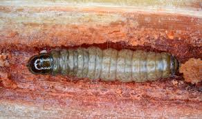 Attēlu rezultāti vaicājumam “Canephora hirsuta larva”