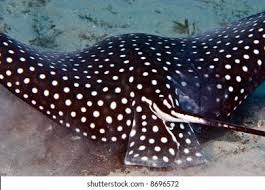 Image result for Aetobatus narinari