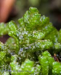 Attēlu rezultāti vaicājumam “Porella platyphylla macro”