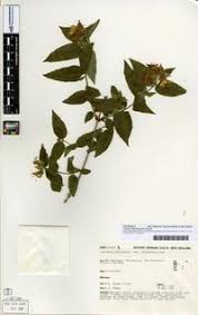 Attēlu rezultāti vaicājumam “Lonicera ferdinandii”