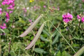 Attēlu rezultāti vaicājumam “Lathyrus latifolius fruit”