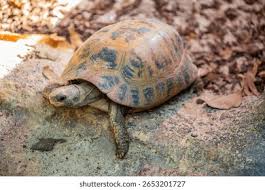 Attēlu rezultāti vaicājumam “Tortula lingulata macro”