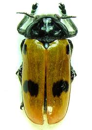 Attēlu rezultāti vaicājumam “Clytra quadripunctata”