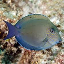 Image result for Acanthurus blochii