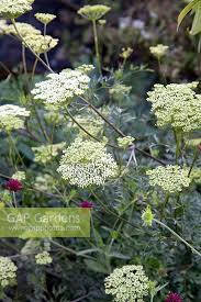 Attēlu rezultāti vaicājumam “Cenolophium denudatum”
