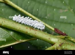 Attēlu rezultāti vaicājumam “Eriocampa ovata larva”