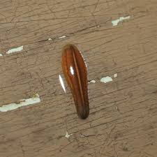 Attēlu rezultāti vaicājumam “Hirudinea”