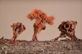 Attēlu rezultāti vaicājumam “Metatrichia vesparia stalked”