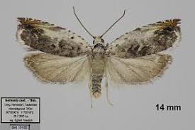 Attēlu rezultāti vaicājumam “Ancylis laetana”