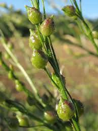Attēlu rezultāti vaicājumam “Bunias orientalis bud”