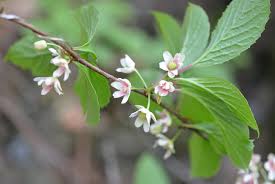Attēlu rezultāti vaicājumam “Schisandra chinensis flower”