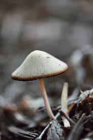 Attēlu rezultāti vaicājumam “Diderma ochraceum young”