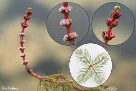 Attēlu rezultāti vaicājumam “Myriophyllum alterniflorum”